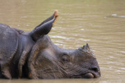 8 - Rhinocéros unicorne indien dans le parc Chitwan
